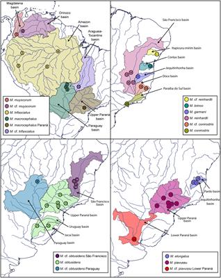 Revealing Hidden Diversity of the Underestimated Neotropical Ichthyofauna: DNA Barcoding in the Recently Described Genus Megaleporinus (Characiformes: Anostomidae)